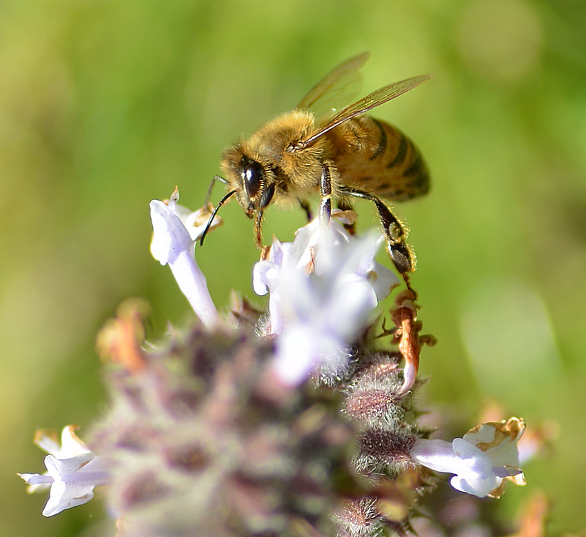 Bee11Jan2014_2.jpg