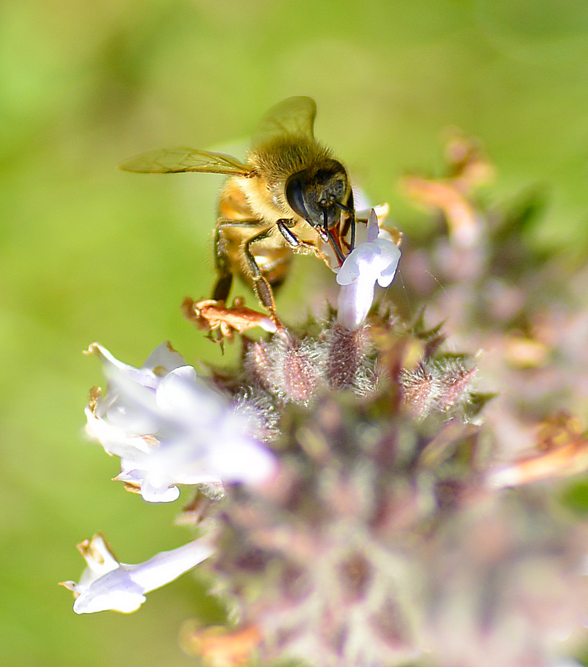 Bee11Jan2014_3.jpg