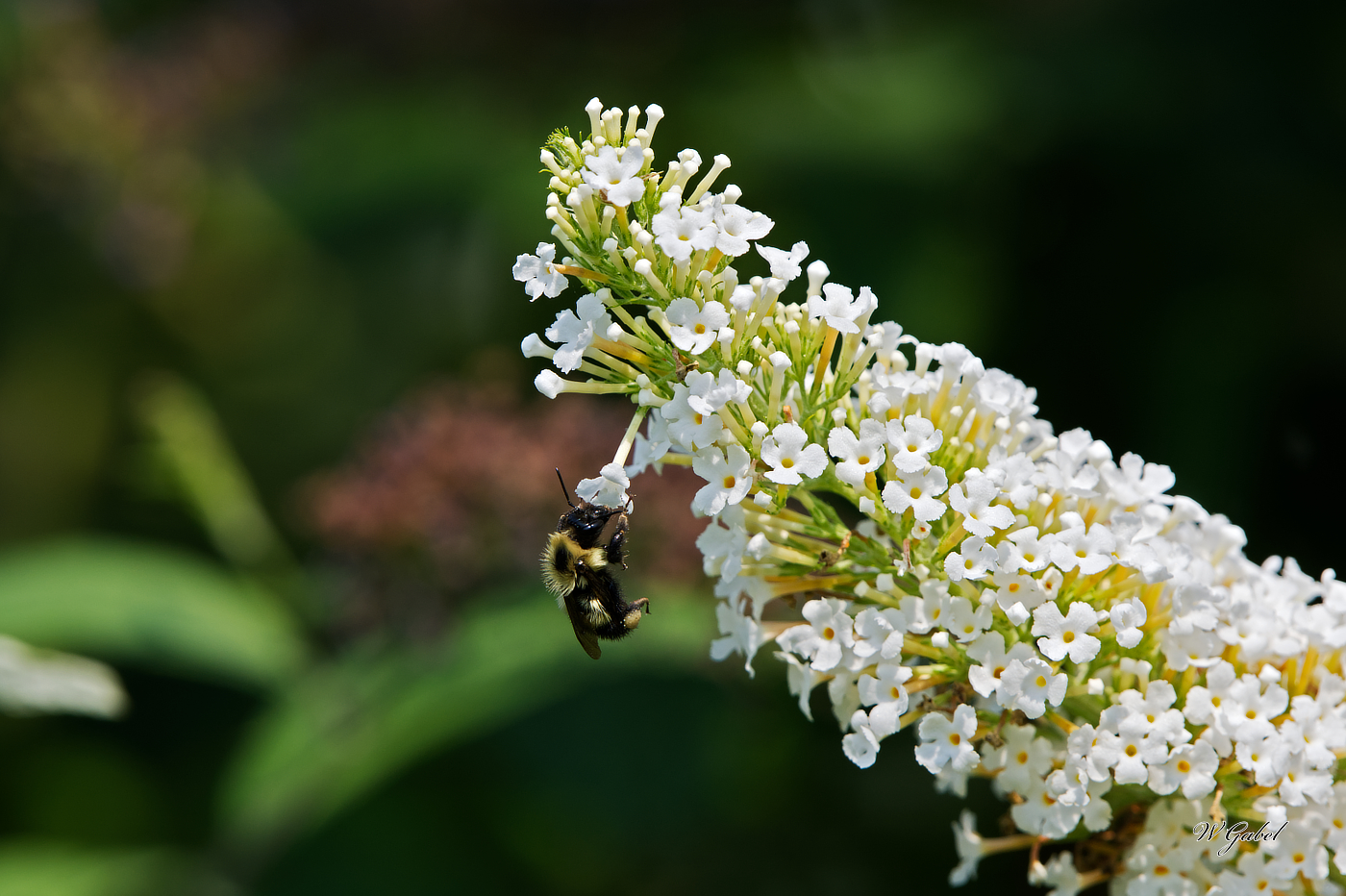 Bee1290 sm.jpg