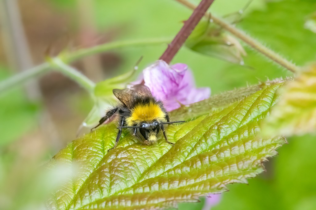 Bee1jpeg.jpg