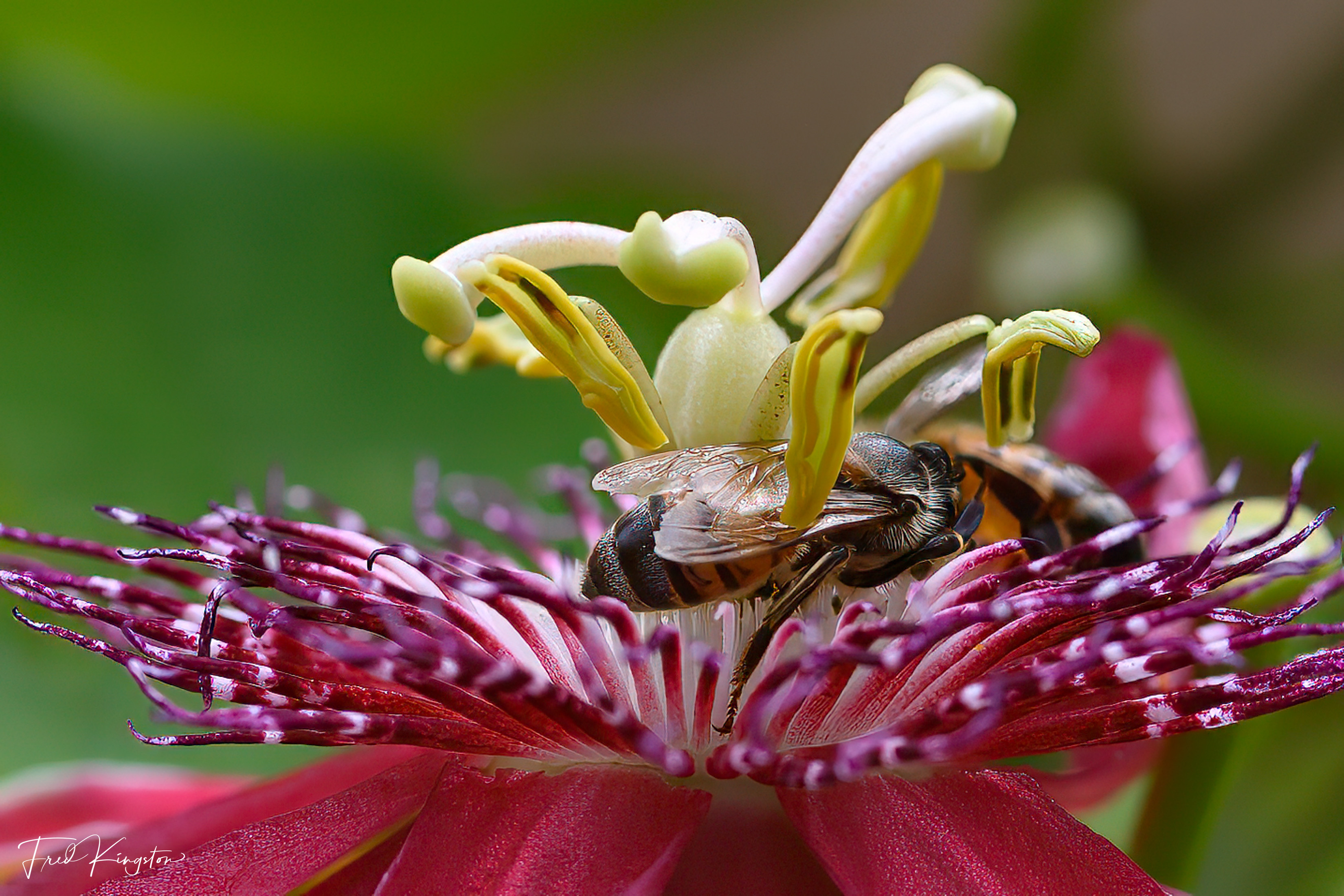 Bee2-1.jpg