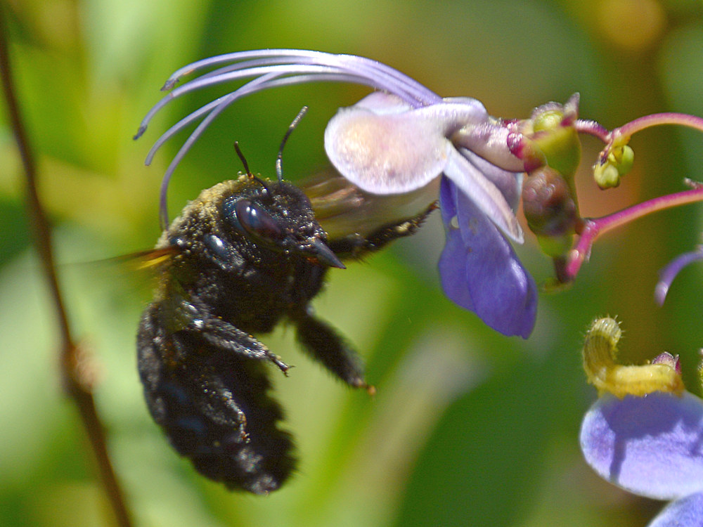 Bee2.jpg