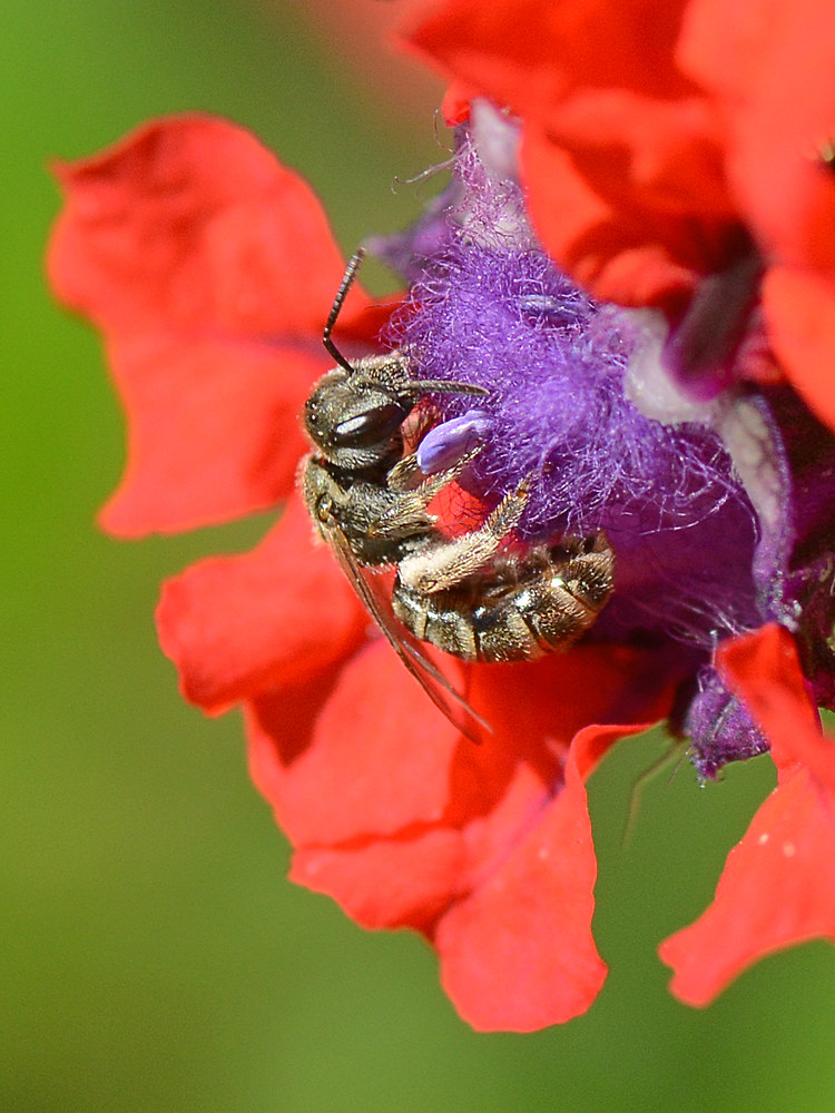 Bee2.jpg