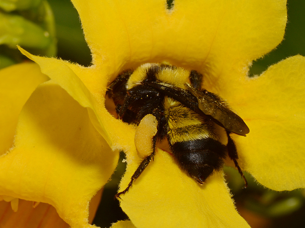 Bee2.jpg