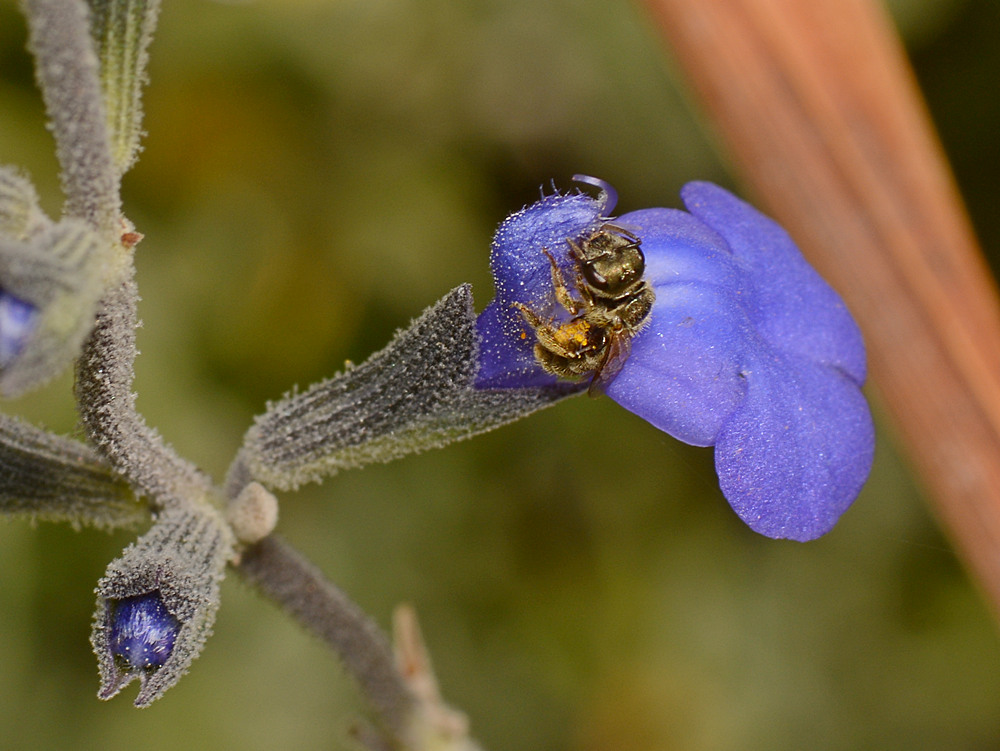 Bee2.jpg