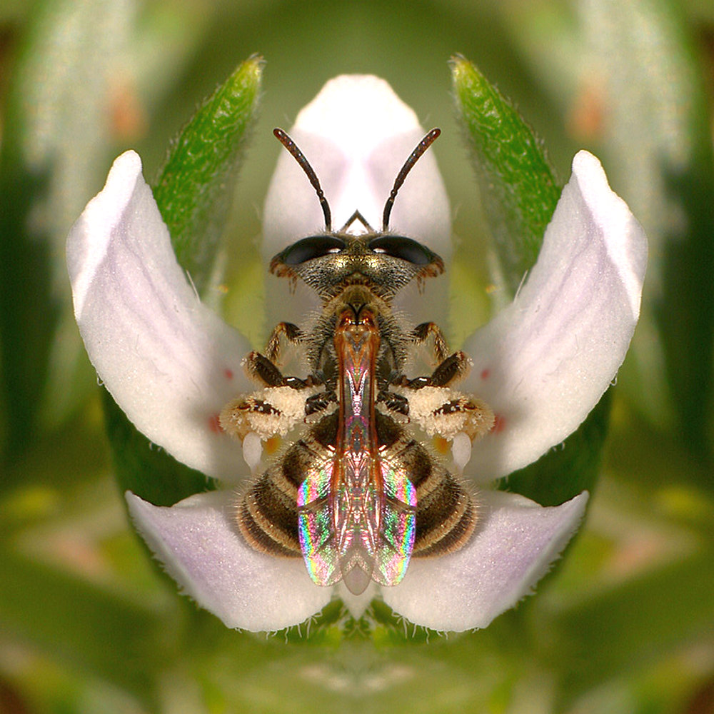 Bee2.jpg