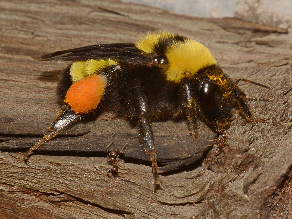 Bee2.jpg