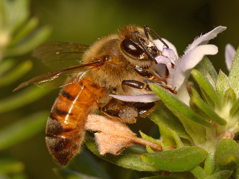 Bee2.jpg