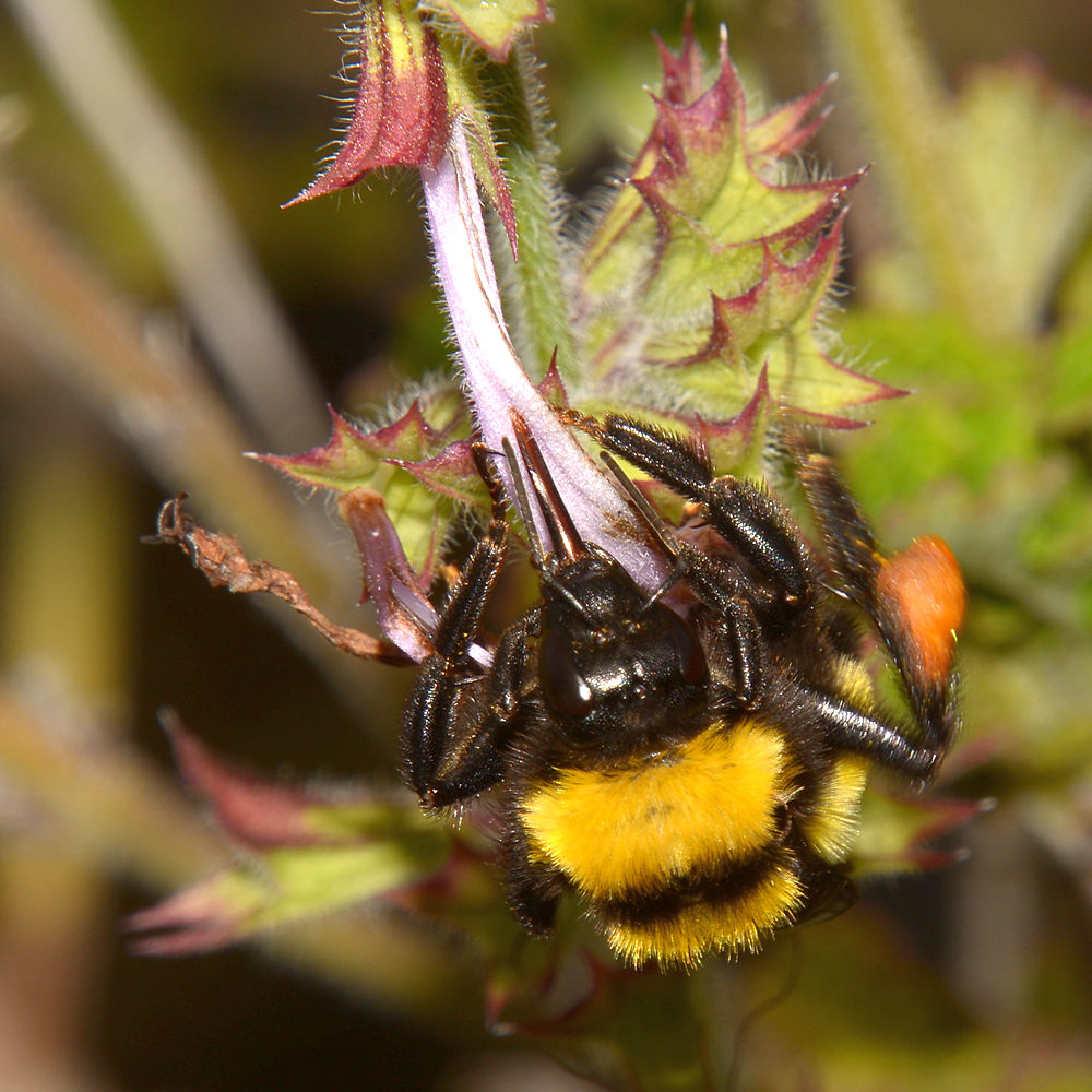 Bee2.jpg