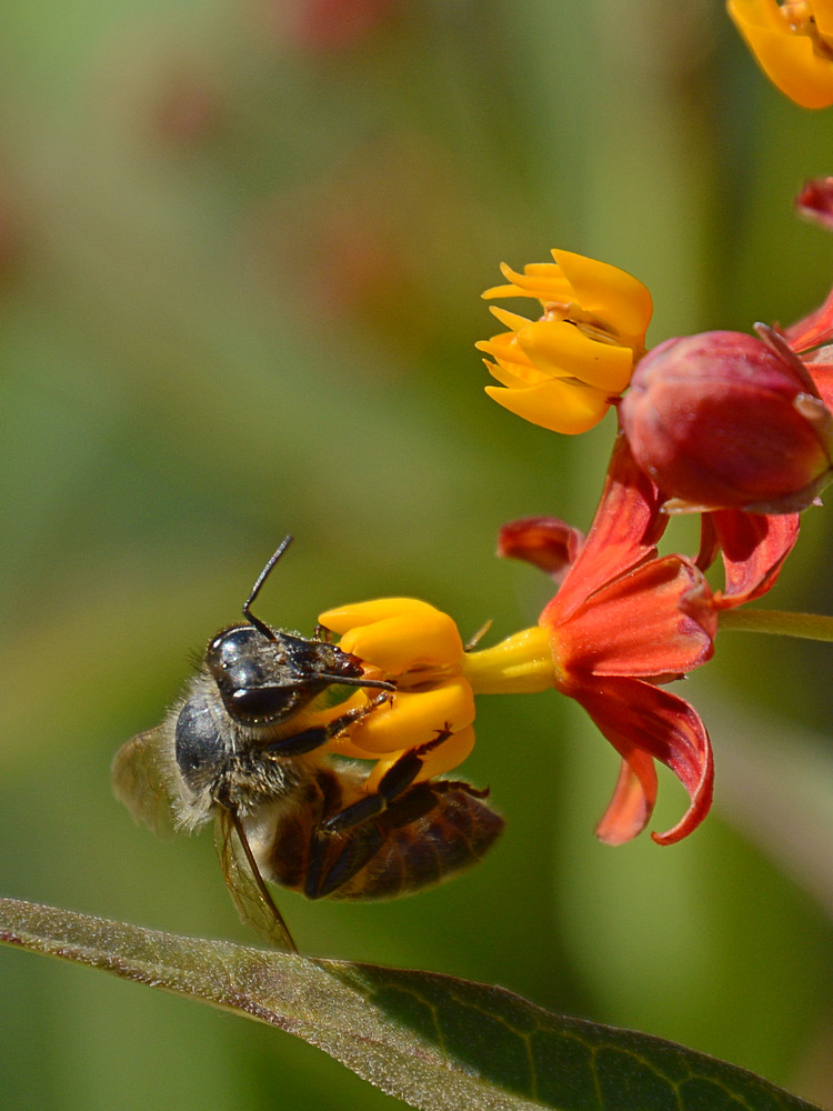 Bee2.jpg