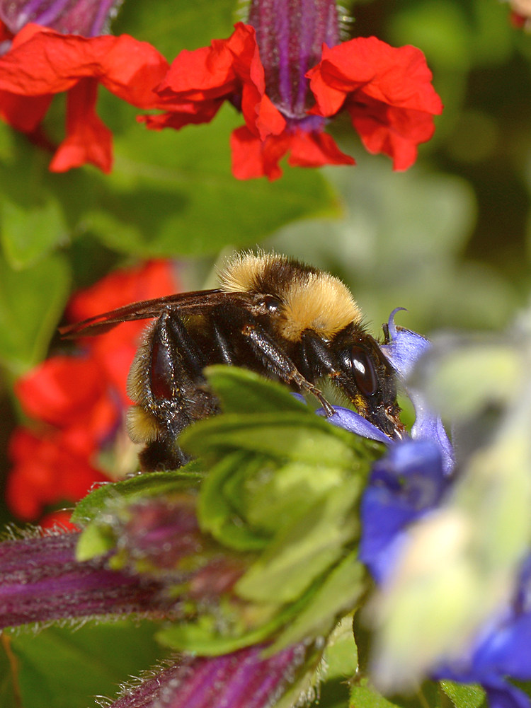 Bee2.jpg