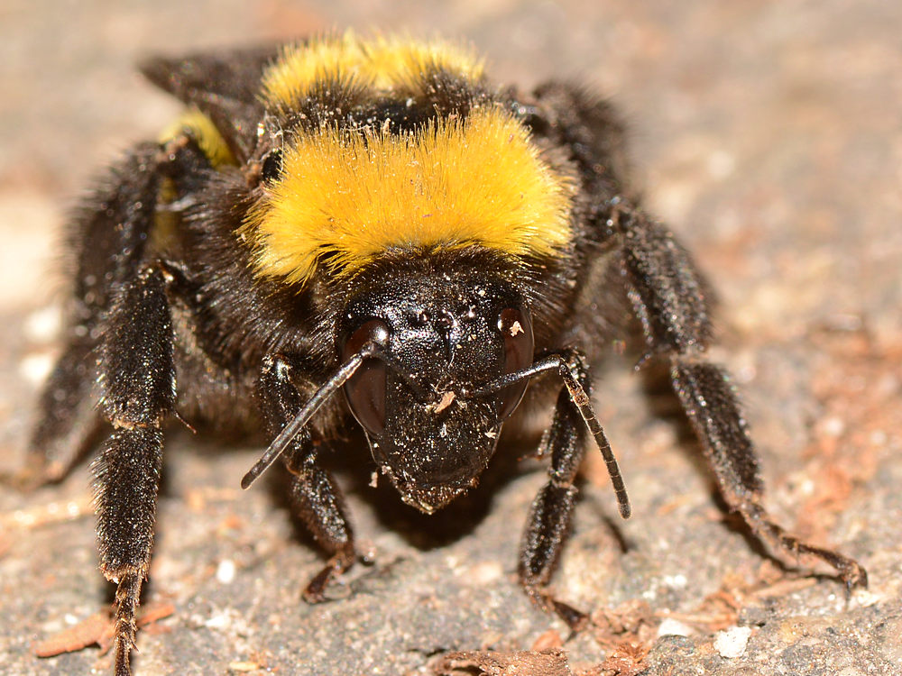 Bee2.jpg