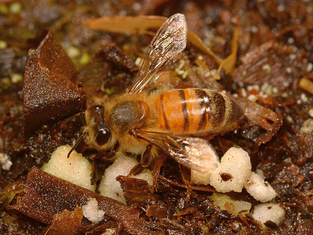 Bee2.jpg