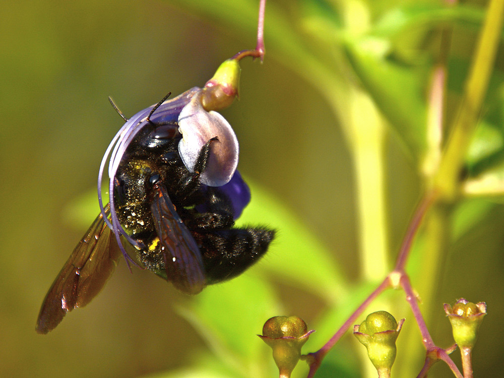 Bee2.jpg