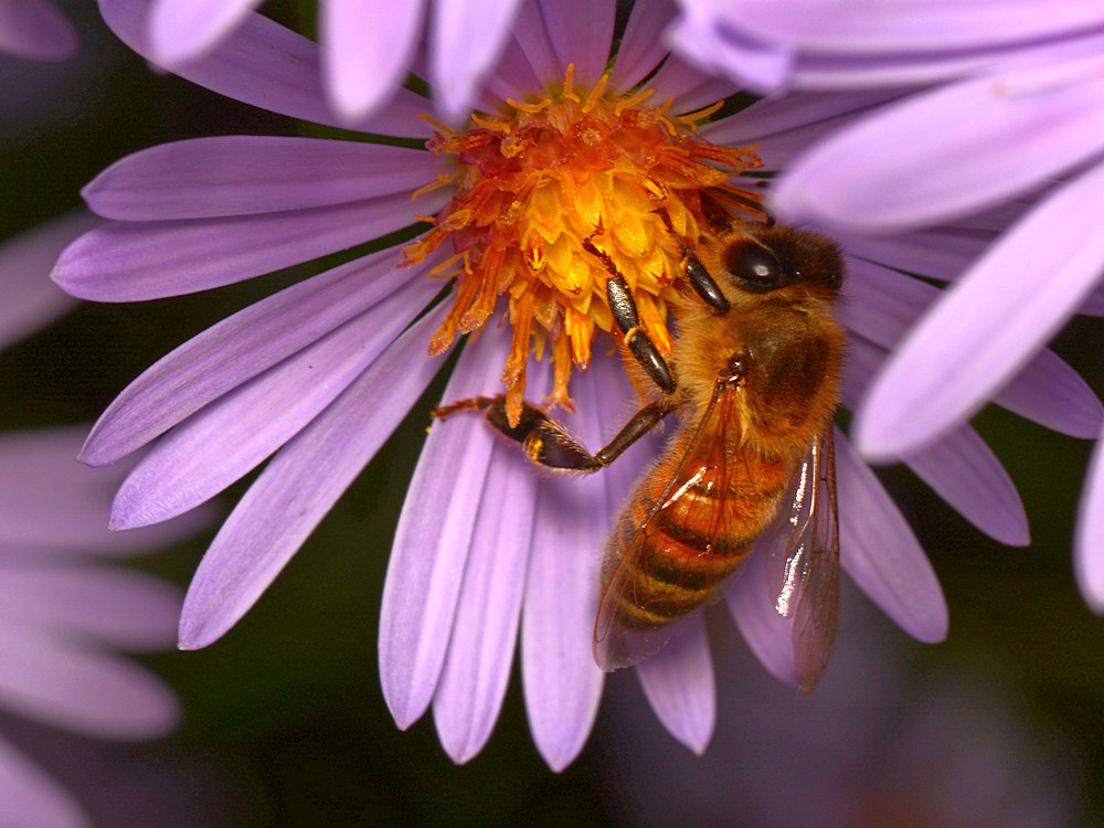 Bee2.jpg