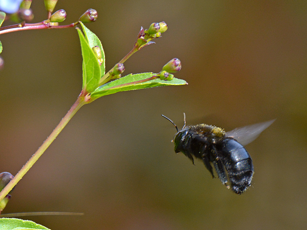 Bee2.jpg