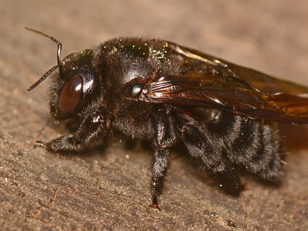Bee2.jpg