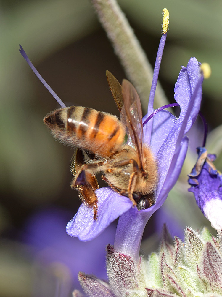 Bee2.jpg