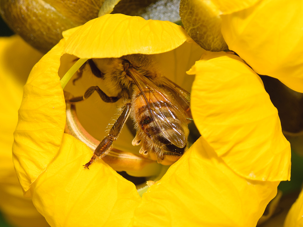 Bee2.jpg
