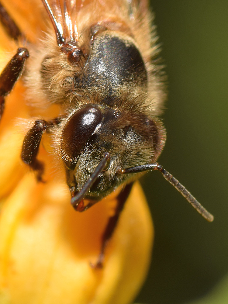 Bee2.jpg
