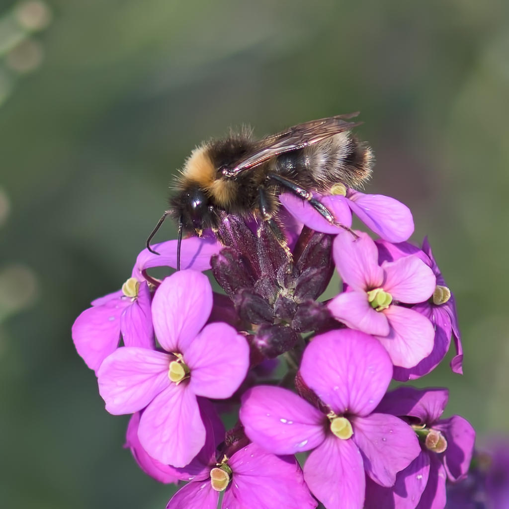 Bee2.jpg