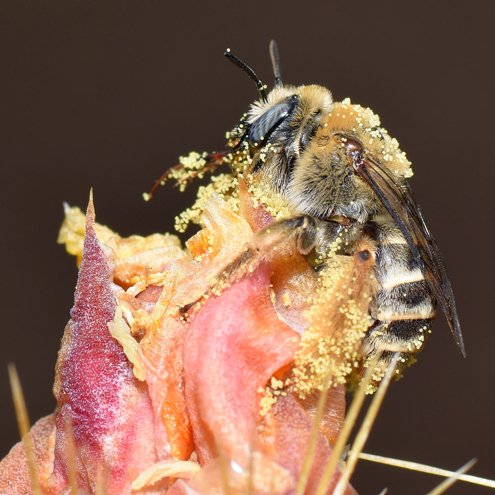 Bee2.jpg