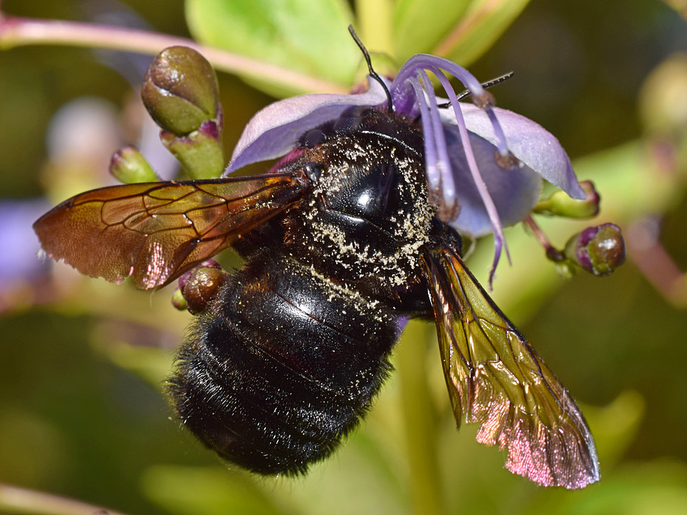 Bee2.jpg