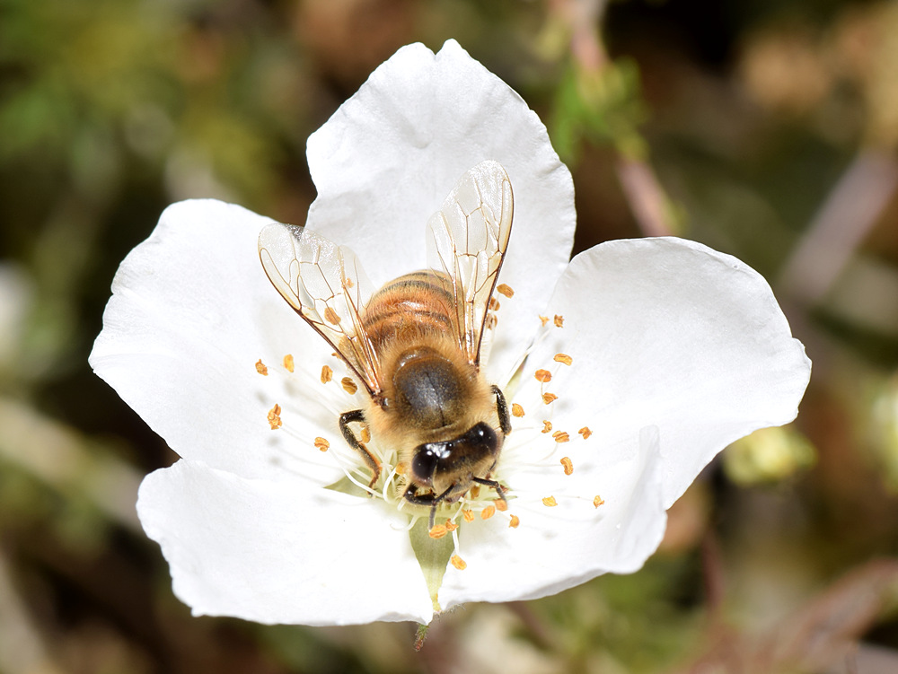 Bee2.jpg