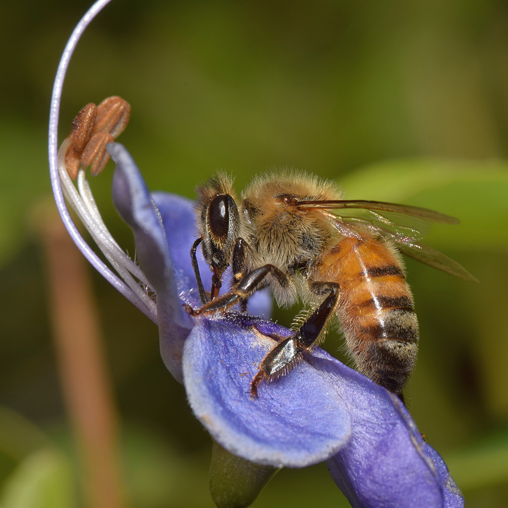 Bee2.jpg
