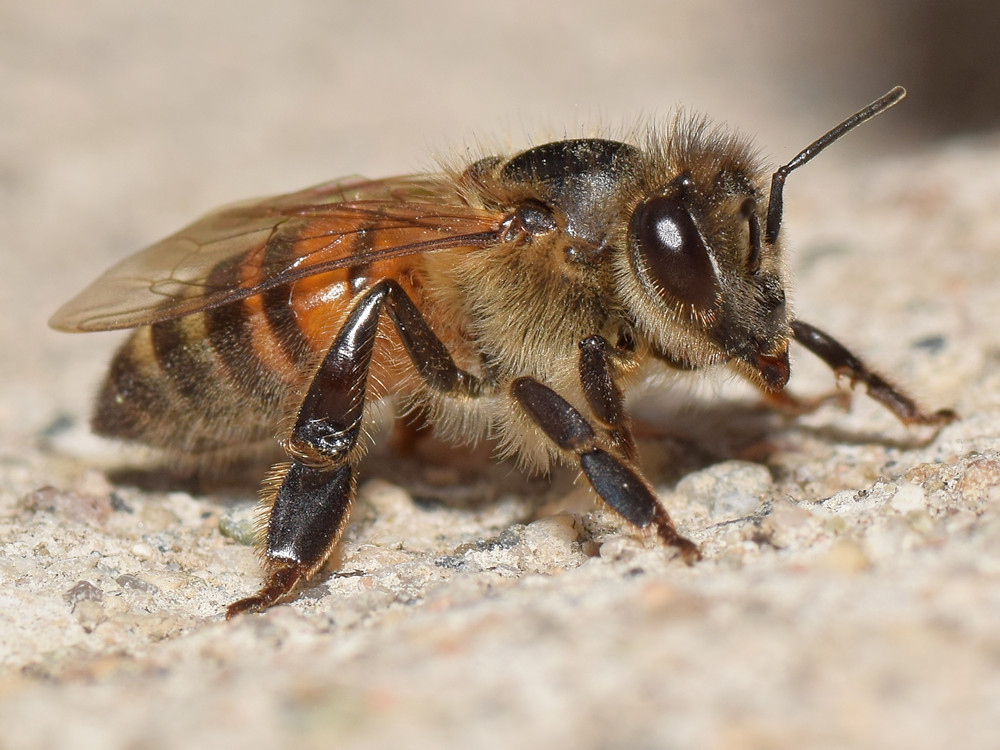 Bee2.jpg