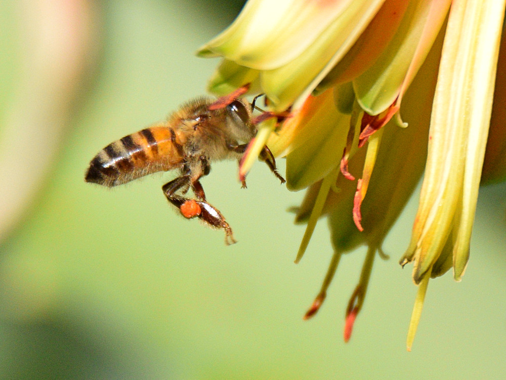 Bee2.jpg