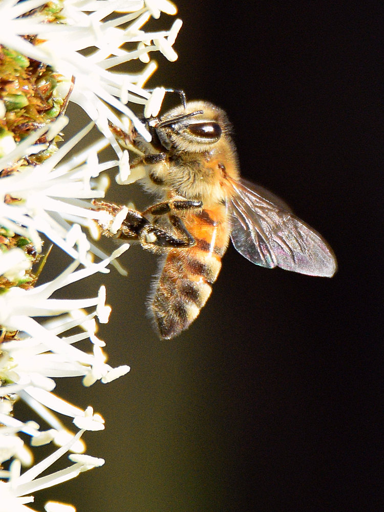 Bee2.jpg