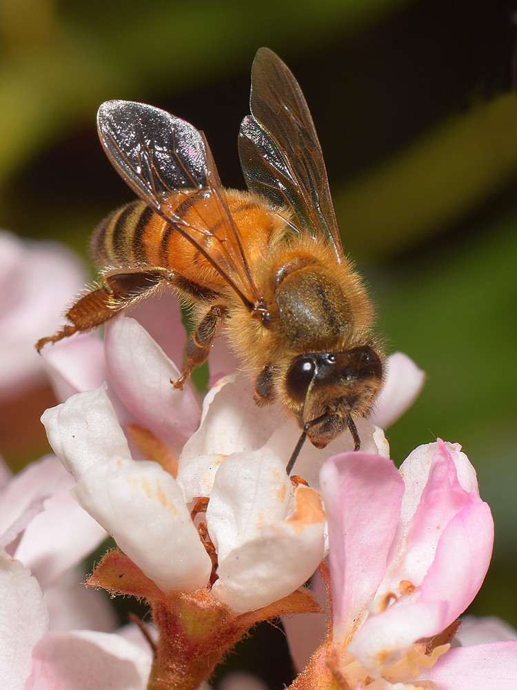Bee2.jpg