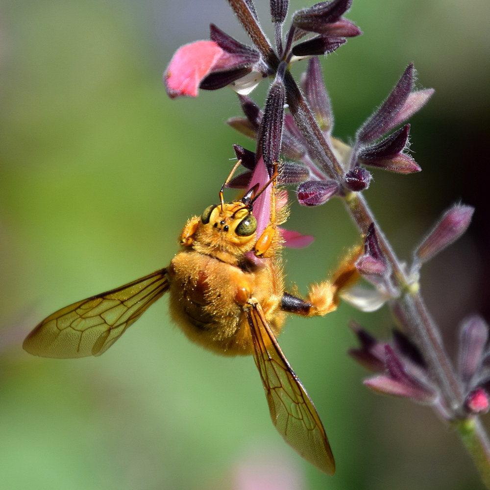 Bee2.jpg