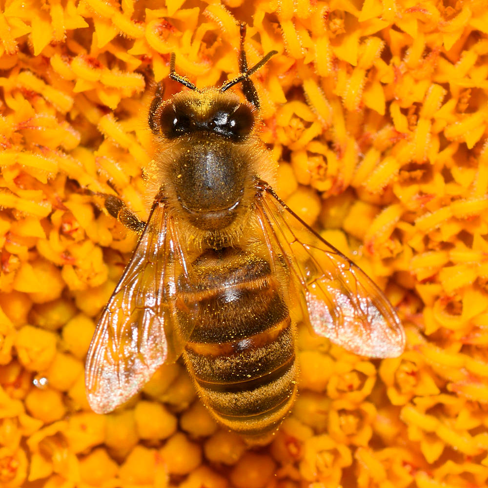Bee2.jpg