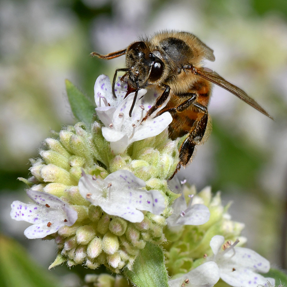 Bee2.jpg