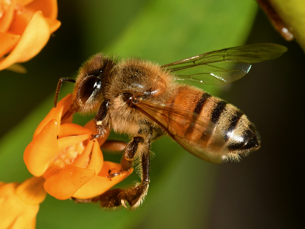 Bee2.jpg