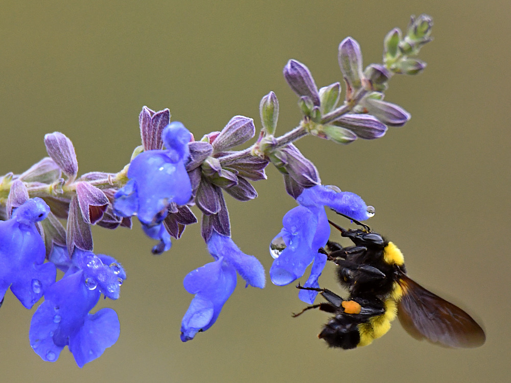 Bee2.jpg