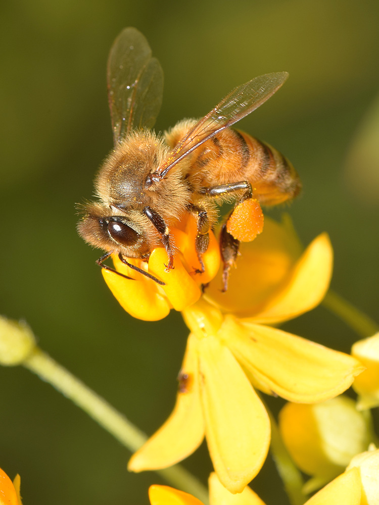 Bee2.jpg