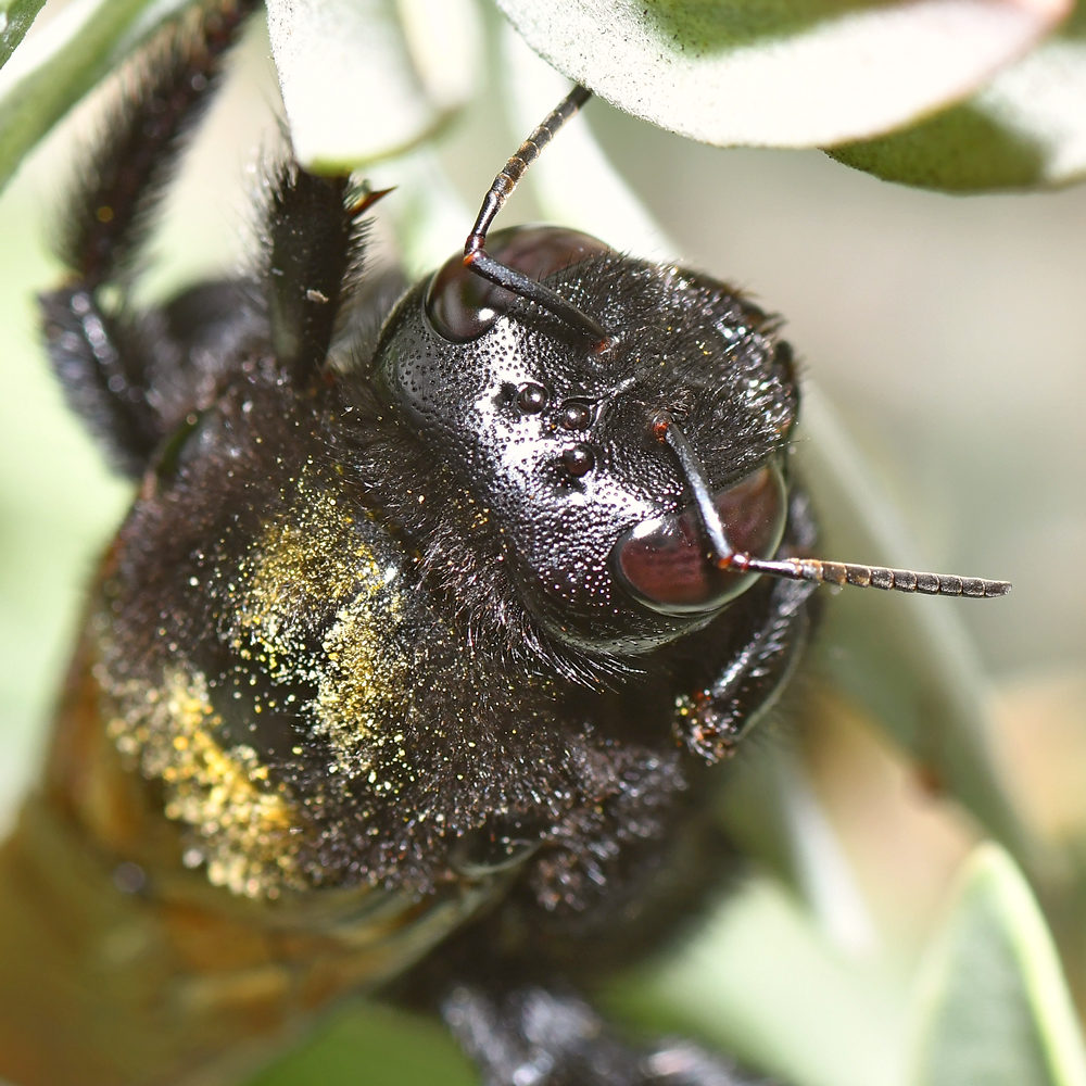 Bee2.jpg