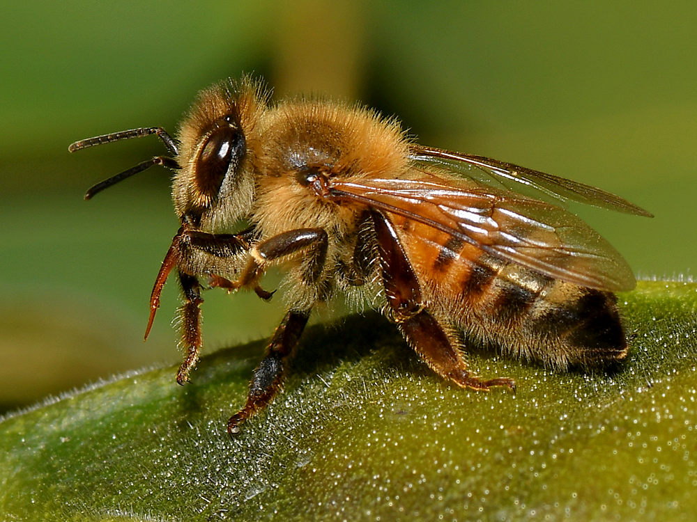 Bee2.jpg