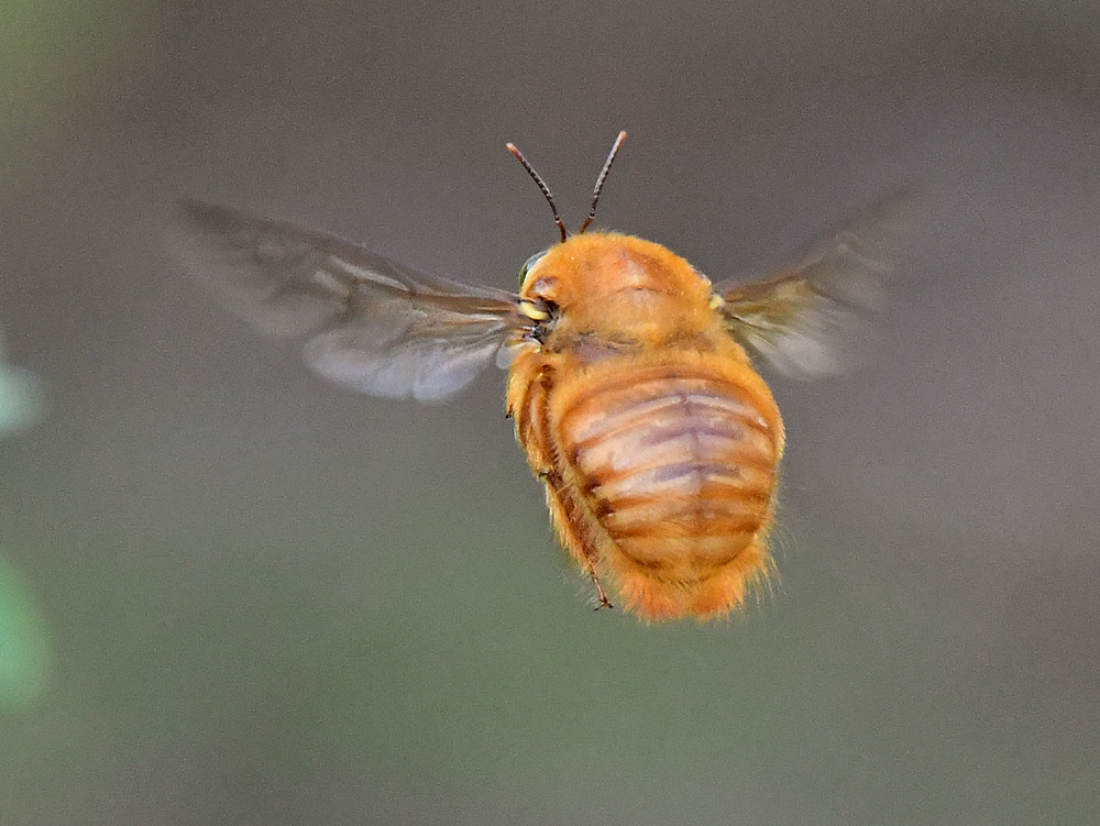 Bee2.jpg