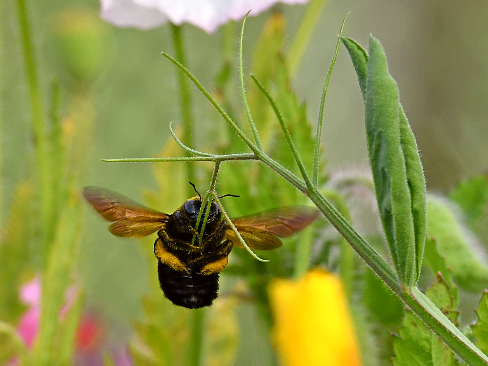 Bee2.jpg