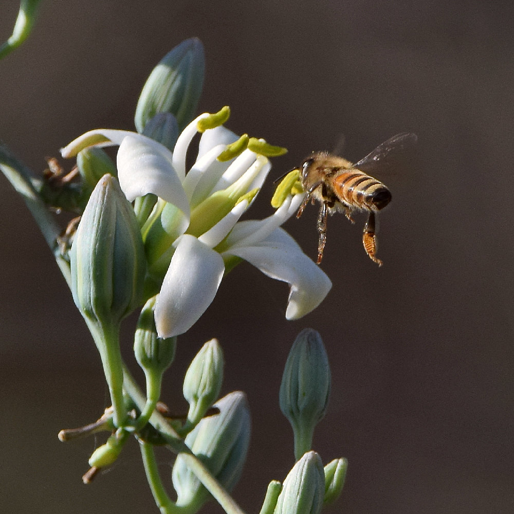 Bee2.jpg