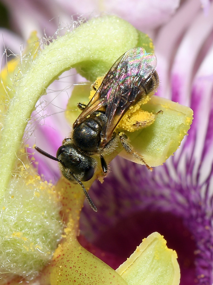 Bee2.jpg