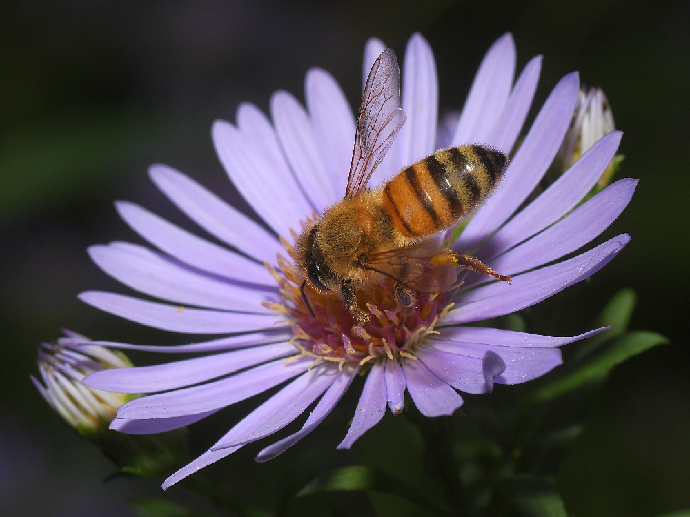 Bee2.jpg