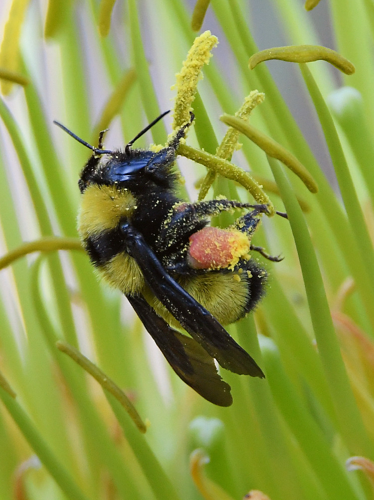 Bee2.jpg