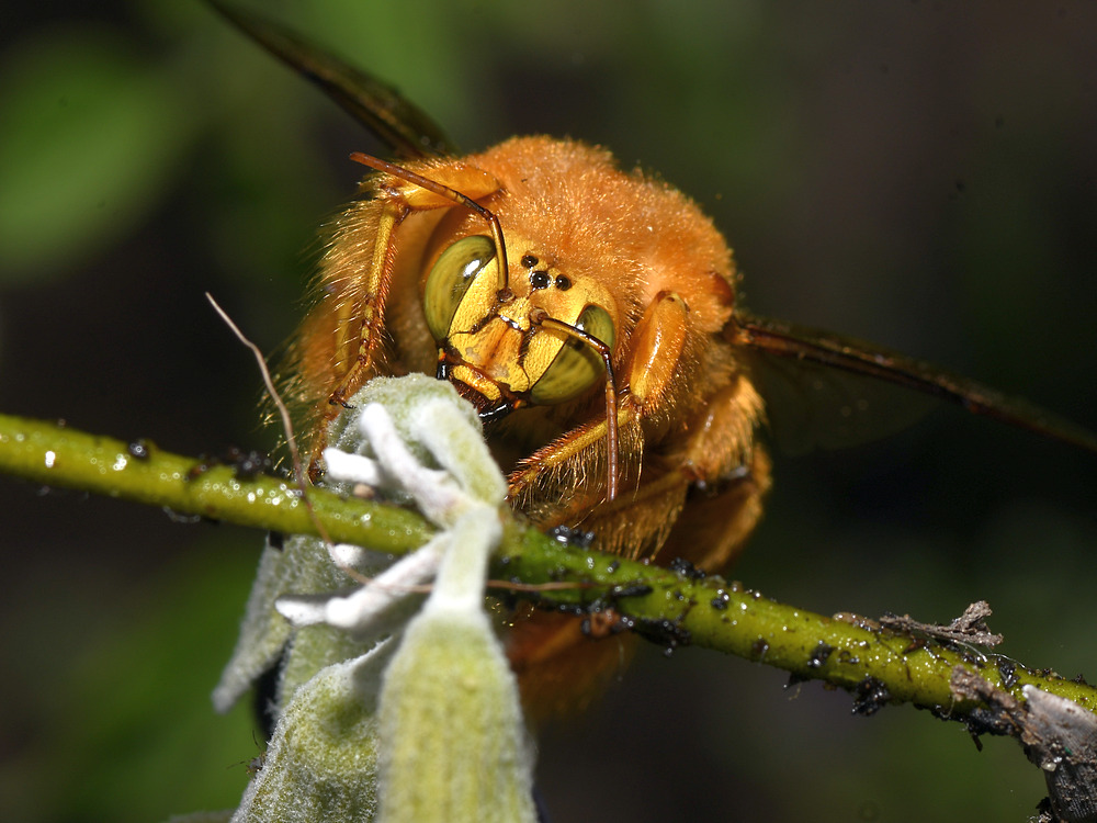 Bee2.jpg