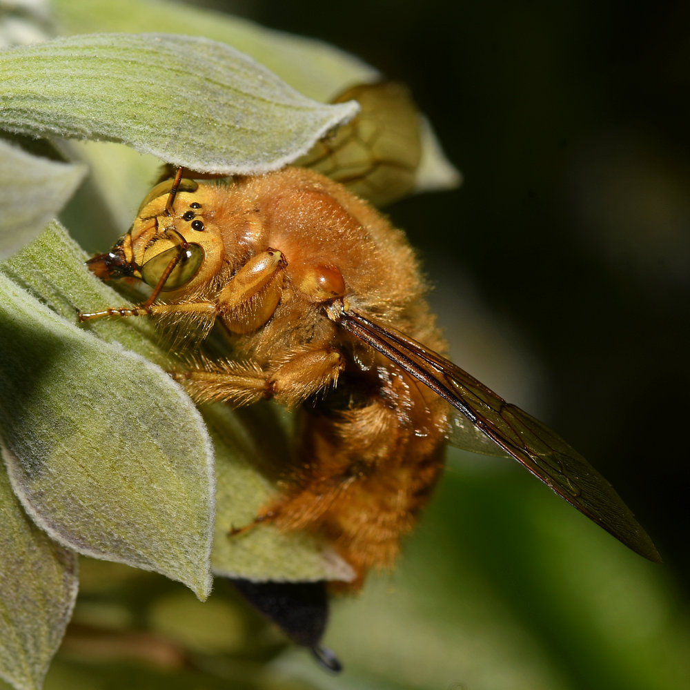 Bee2.jpg