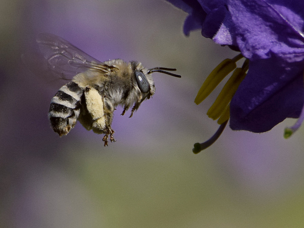 Bee2.jpg